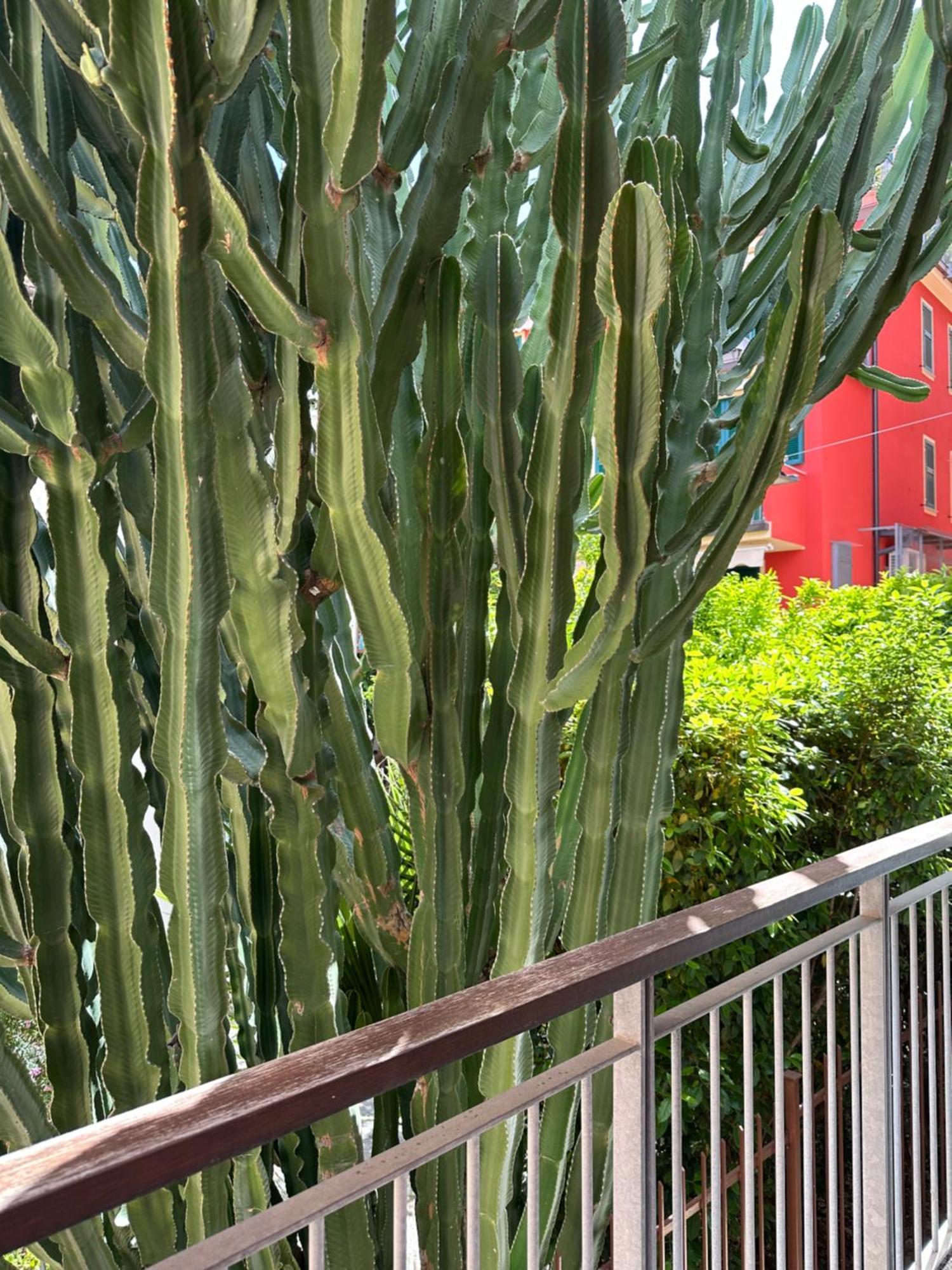 Mambo Hotel Laigueglia